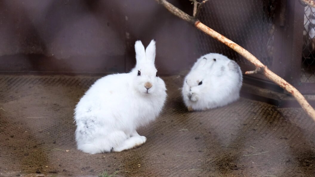    Elena Mayorova/Globallookpress