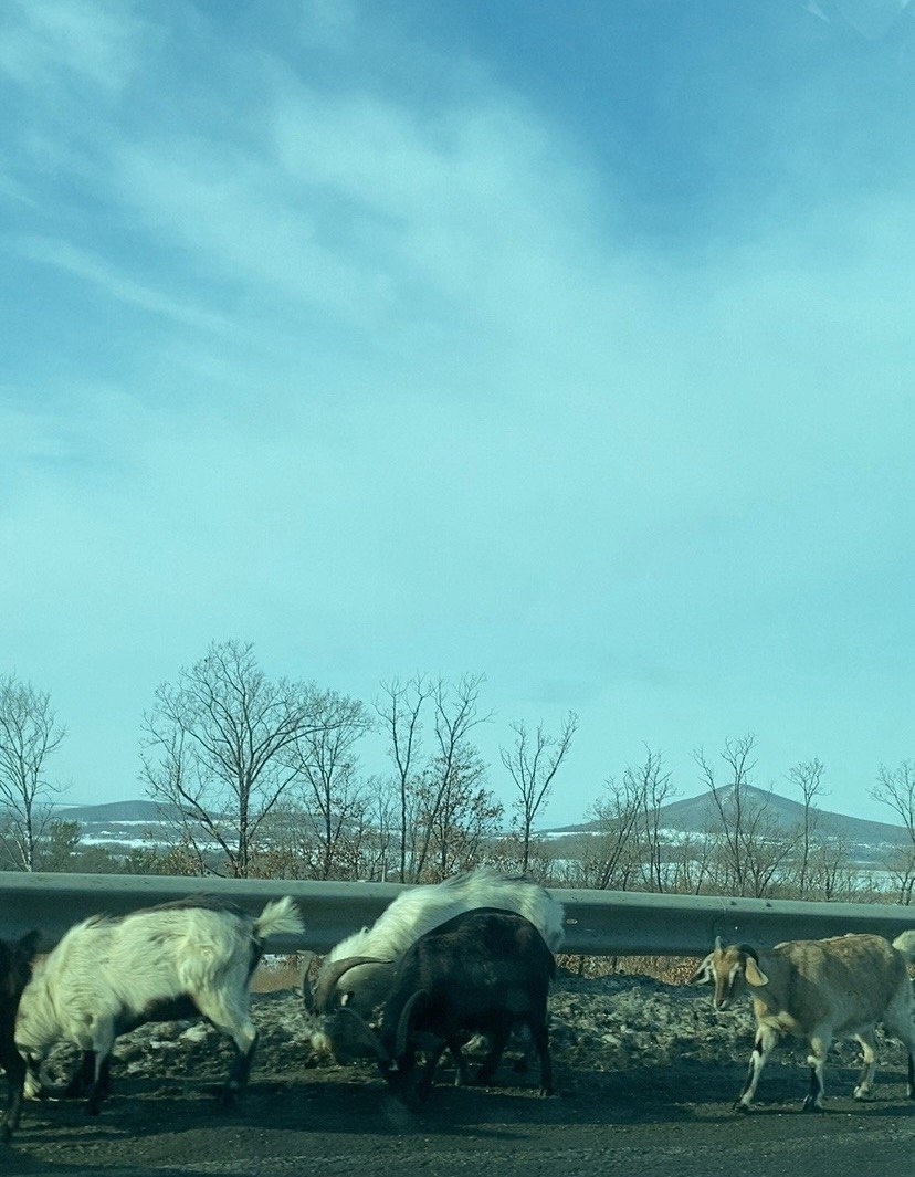 Баранов на дороге не было, козлики встречались :)