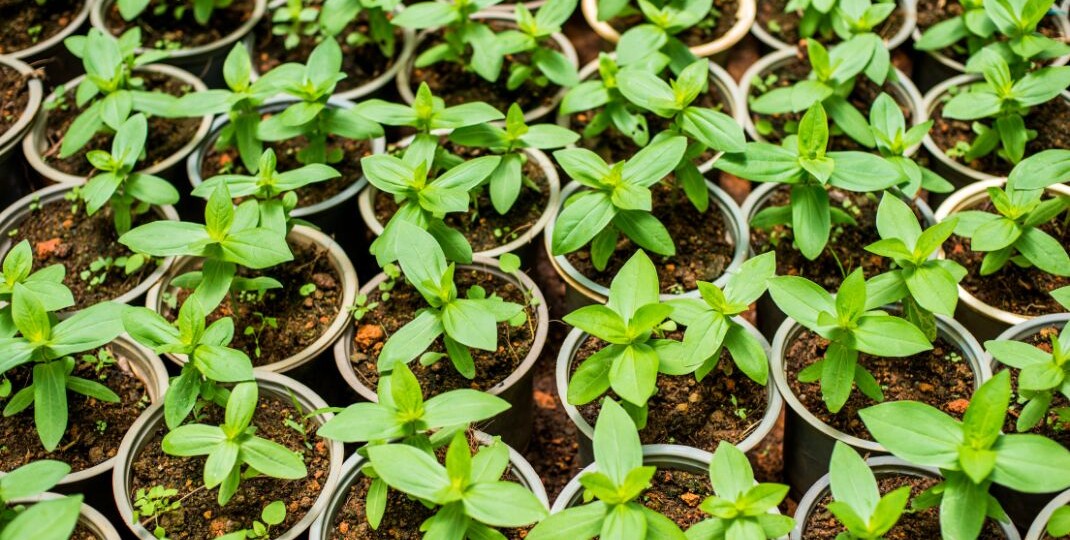 Выгуливаем «рассаду»: закаливание рассады в апреле.