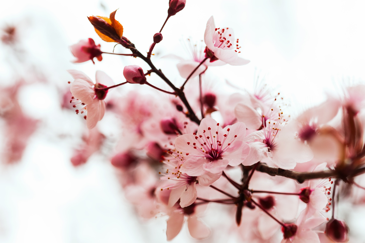 Источник: https://img.freepik.com/free-photo/almond-tree-branch_1398-4140.jpg?t=st=1743674667~exp=1743678267~hmac=9b486a9447c25fc1f7c66f17f8cebdb540a5330eb9d55002a5923355eb48822d&w=996