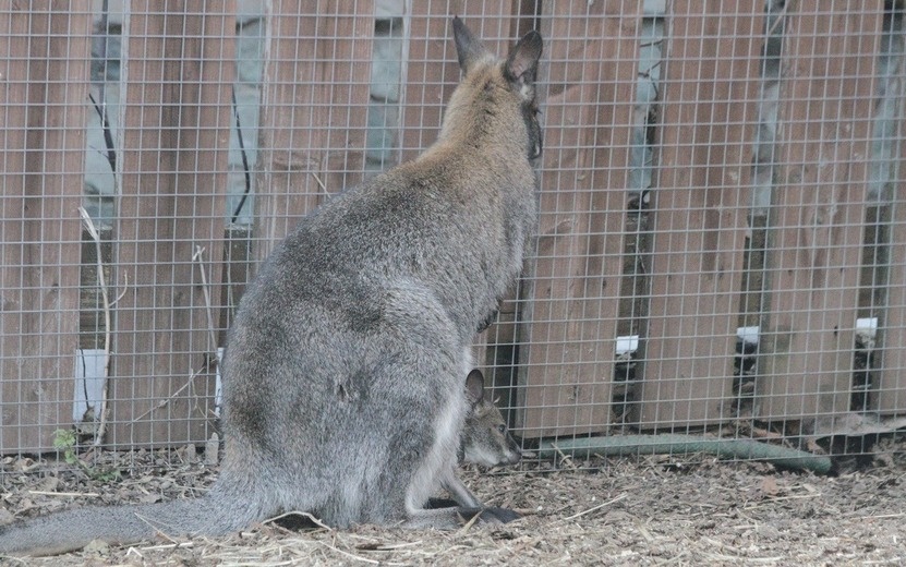    Фотофакт: кенгуренок появился на свет в зоопарке Ижевска