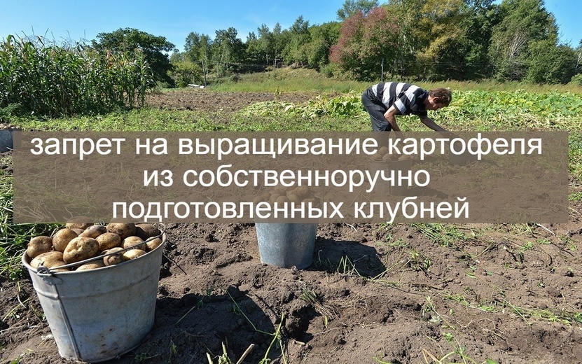  Запретили выращивать картофель из собственных клубней. Фото: vk.com/zlou18