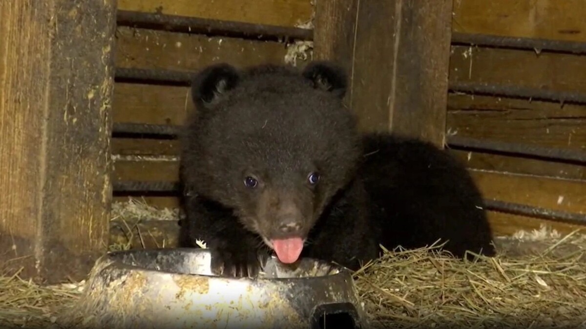    Фото: https://t.me/minles_pk