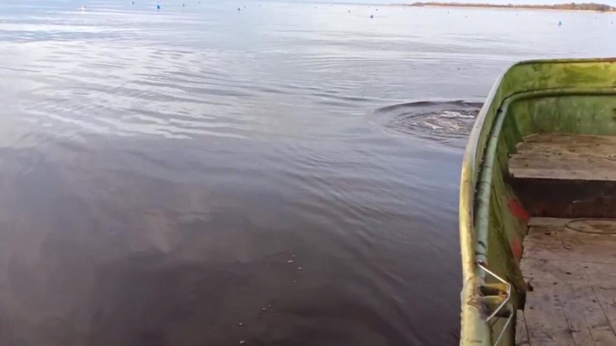    Фото: t.me/lenobladminka