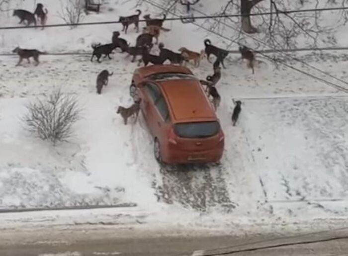 Источник фото: Соцсети