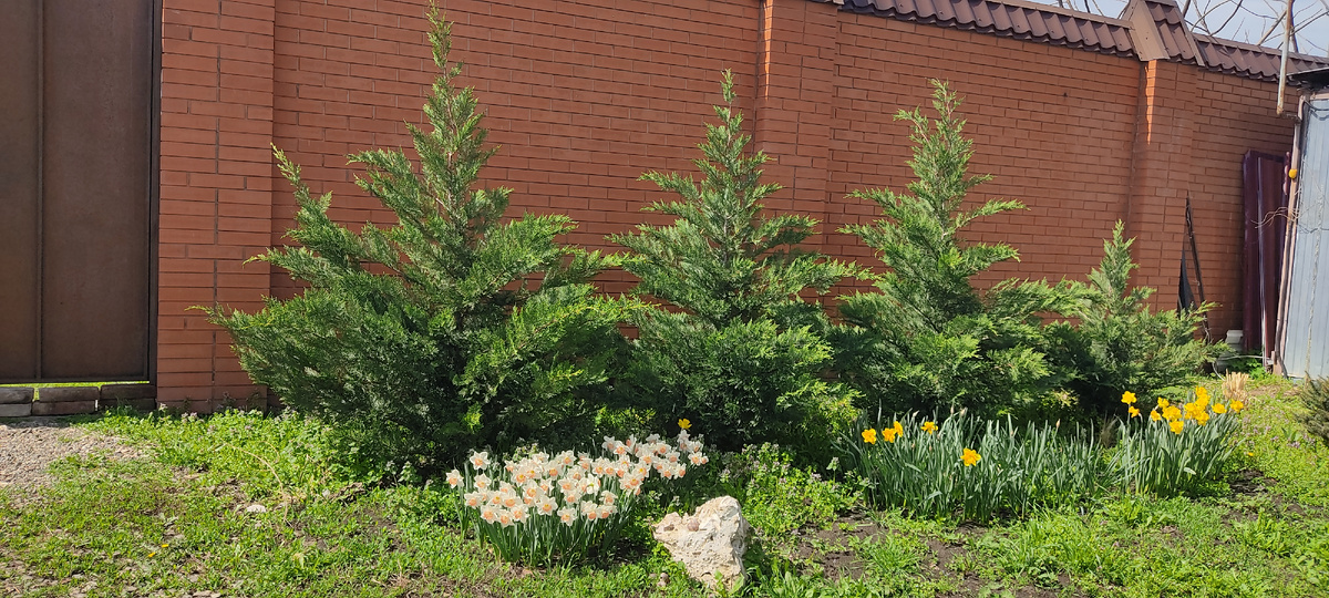 Купрессоципарисы во всей красе.