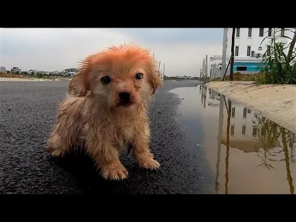 В Ленинградской области разгорелся скандал после того, как охранник выгнал из электрички породистую собаку, которую теперь активно ищут владельцы и волонтёры.