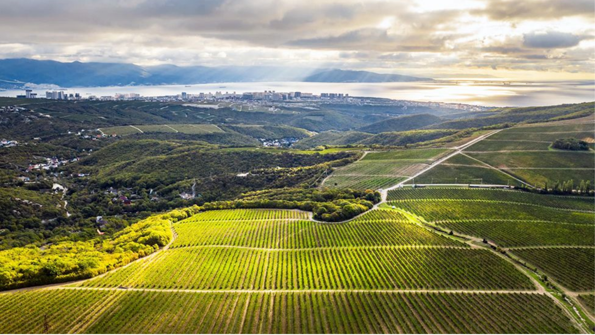 Вид на бухту и Новороссийск со смотровой площадки винодельни "Шато Пино"