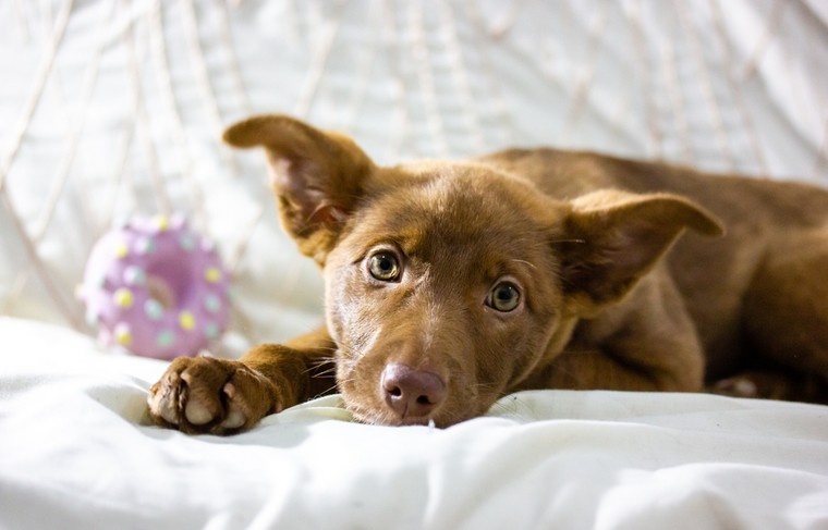    Shutterstock/FOTODOM