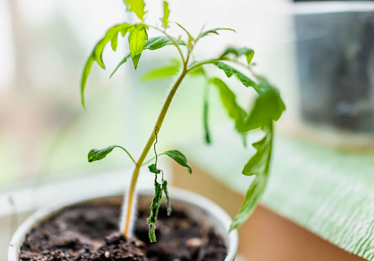 Источник фото: pinterest.com