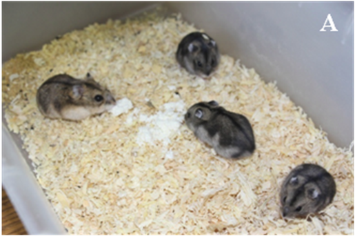 Хомячки, рожденные после трансплантации эмбрионов.
А – гибридная самка-реципиент с тремя развившимися до рождения и выжившими потомками-трансплантантами джунгарского хомячка.