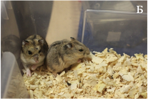 Хомячки, рожденные после трансплантации эмбрионов.
Б – два развившихся до рождения потомка-трансплантанта хомячка Кэмпбелла.
