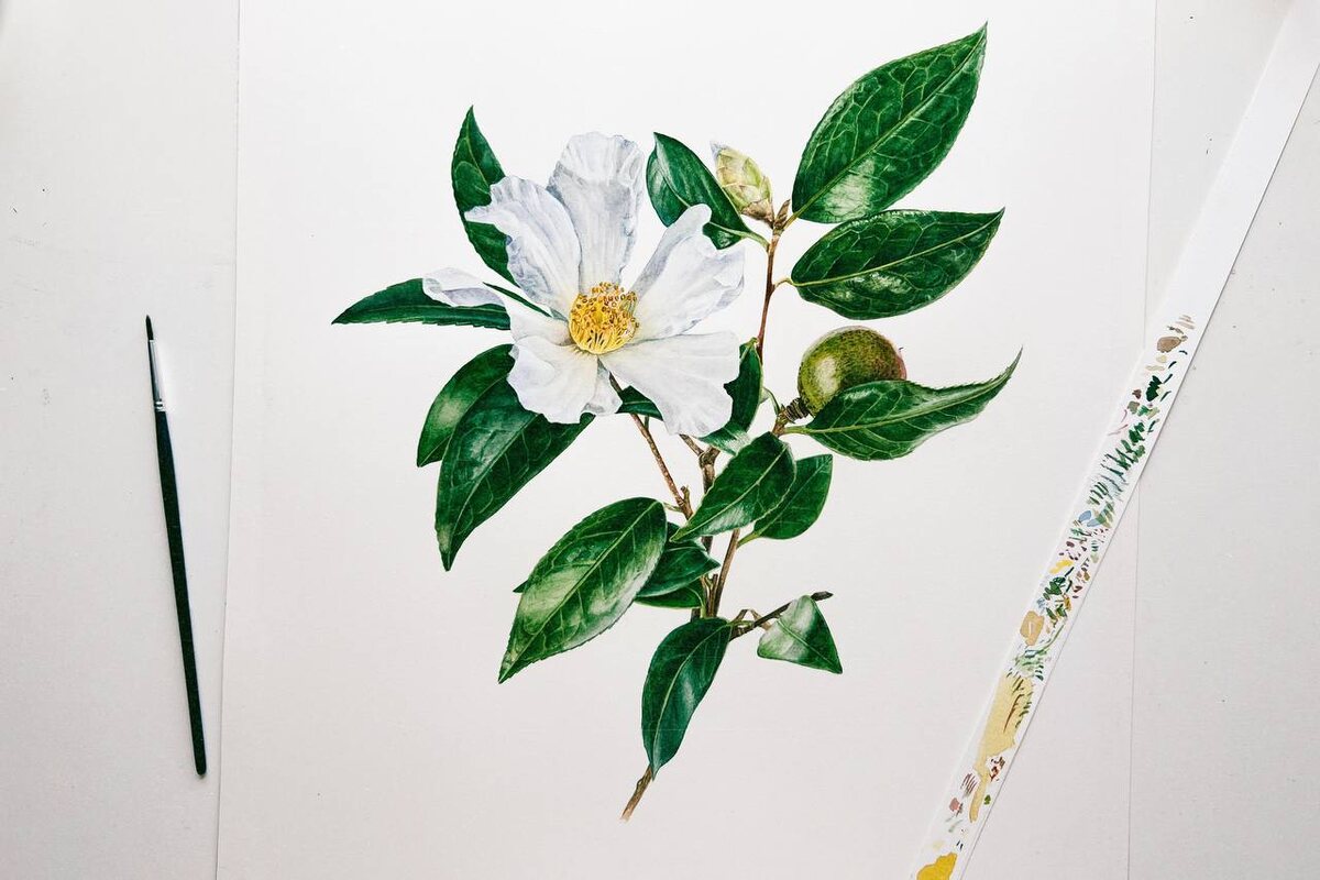 Камелия масличная, аварель 2025