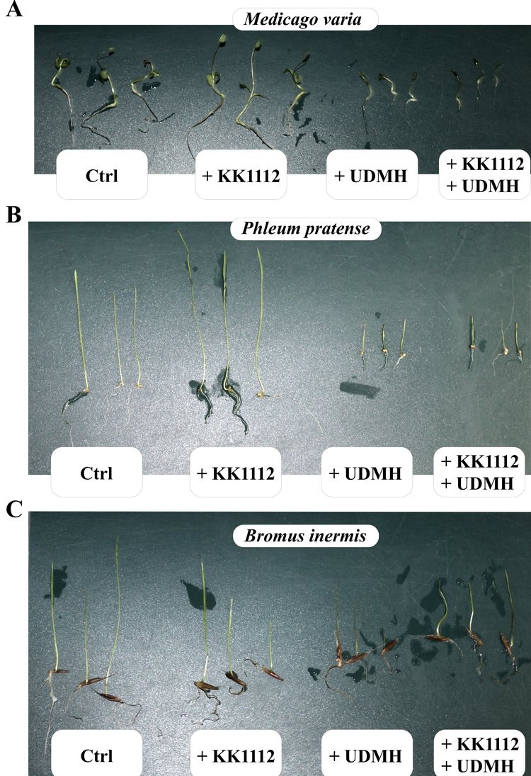     Российские ученые вывели бактерий для инокуляции растений с целью обезвреживания токсичного ракетного топлива в почве
