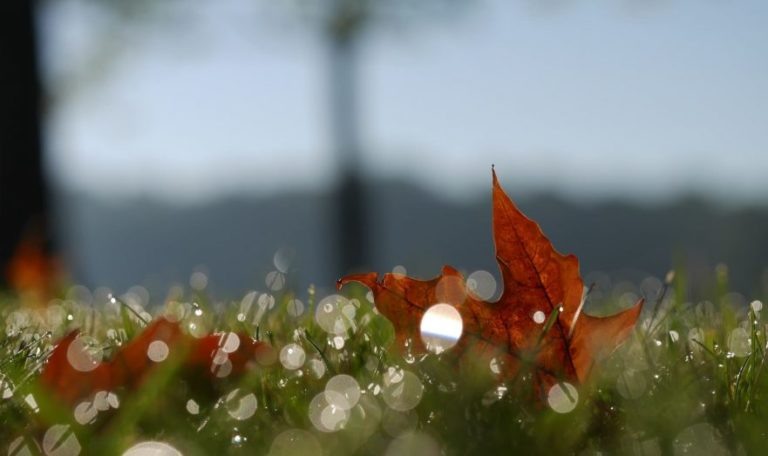    Фото: Unsplash / Aaron Burden Дмитрий Андреев