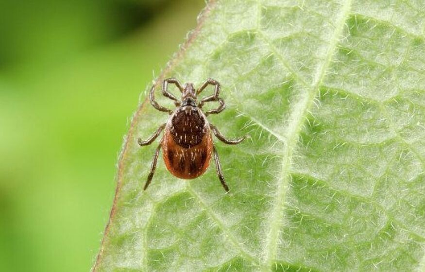    Климатическая весна пришла раньше, опасайтесь клещей: эксперт
