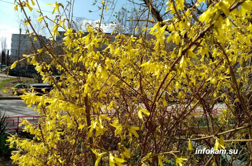    Цветущая форзиция в Камышине