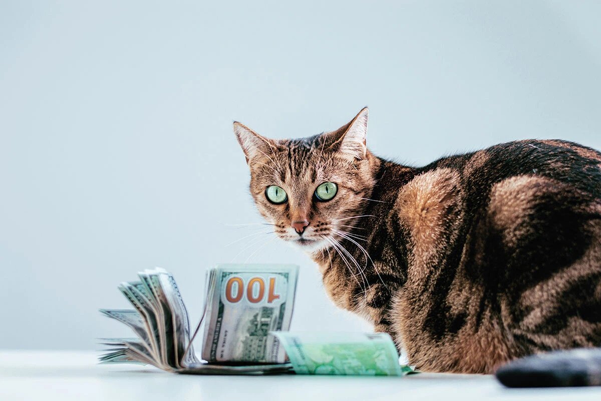    Фото: Andy Gin / Shutterstock.com