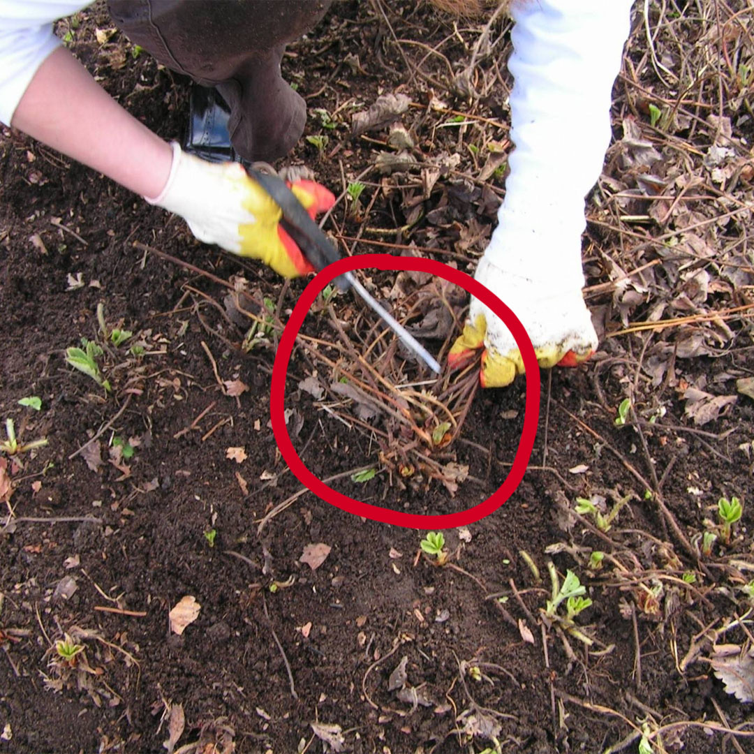 А у вас много растет клубники в саду?