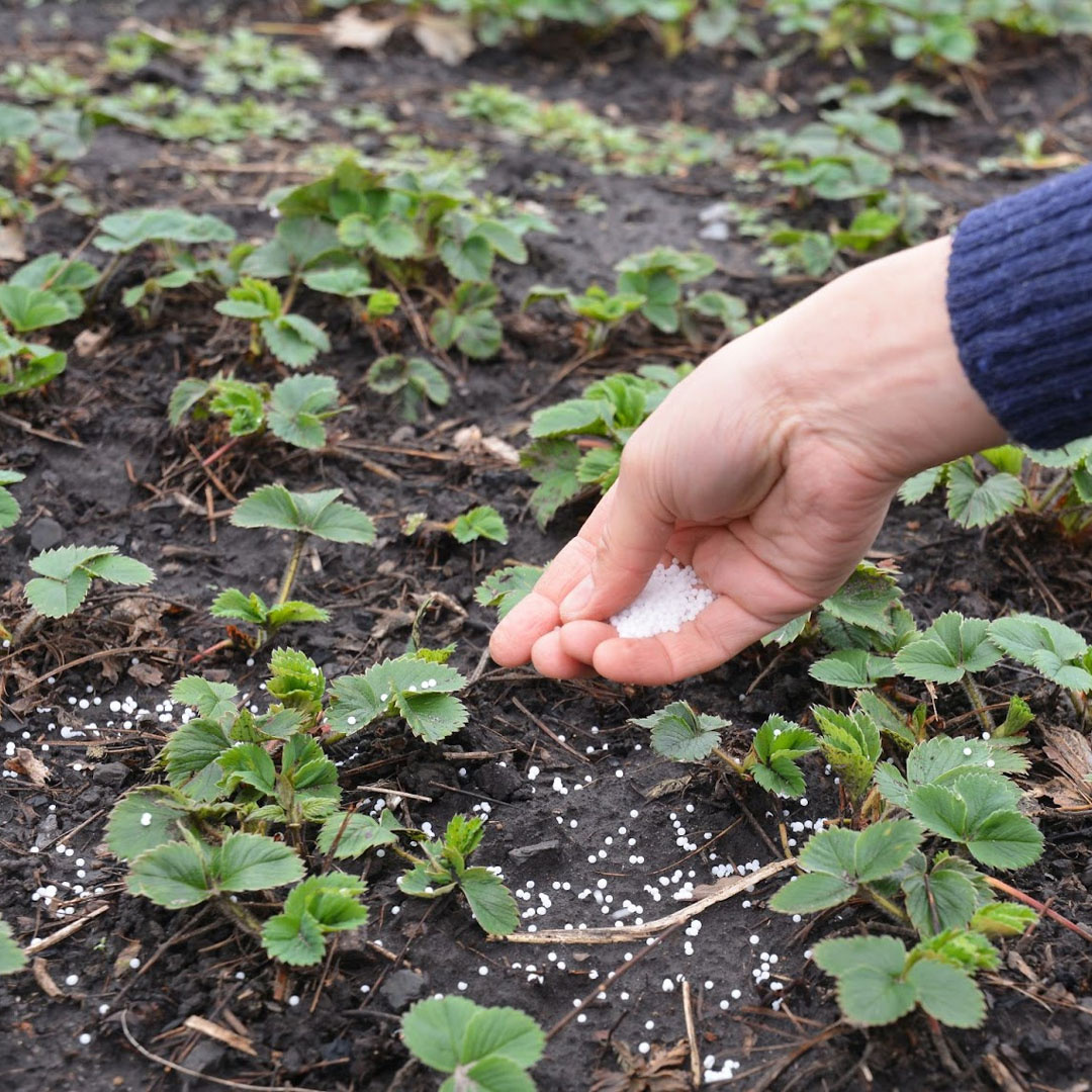 А вы не забываете подкормить клубнику весной?