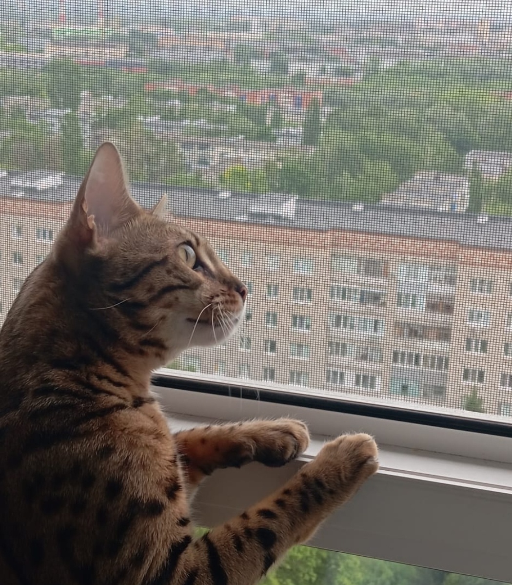 Фото автора - Что кота удивило