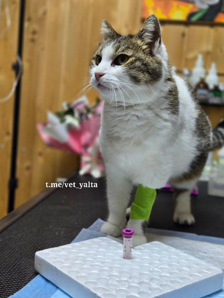 Фото: Telegram-канал «Ветеринарная служба Ялта»