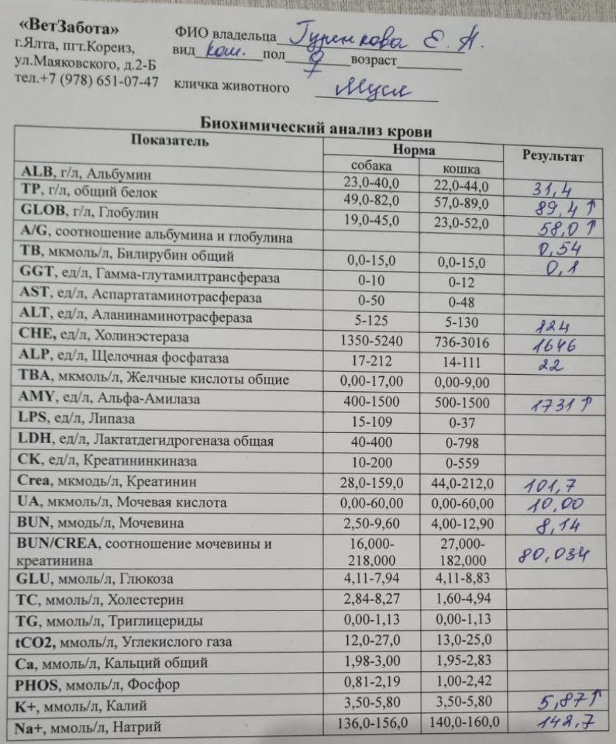 Фото: Telegram-канал «Ветеринарная служба Ялта»