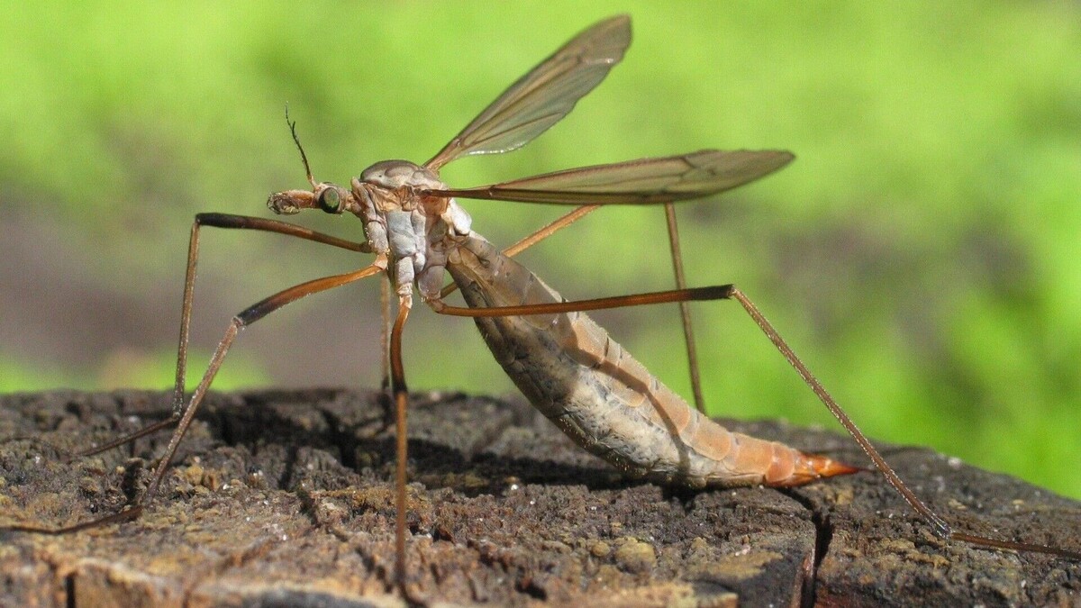     Автор: wikimedia.org