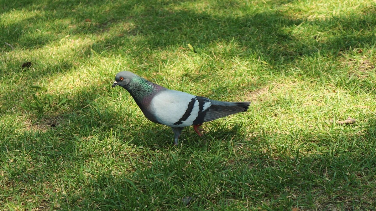     Источник: 1MI