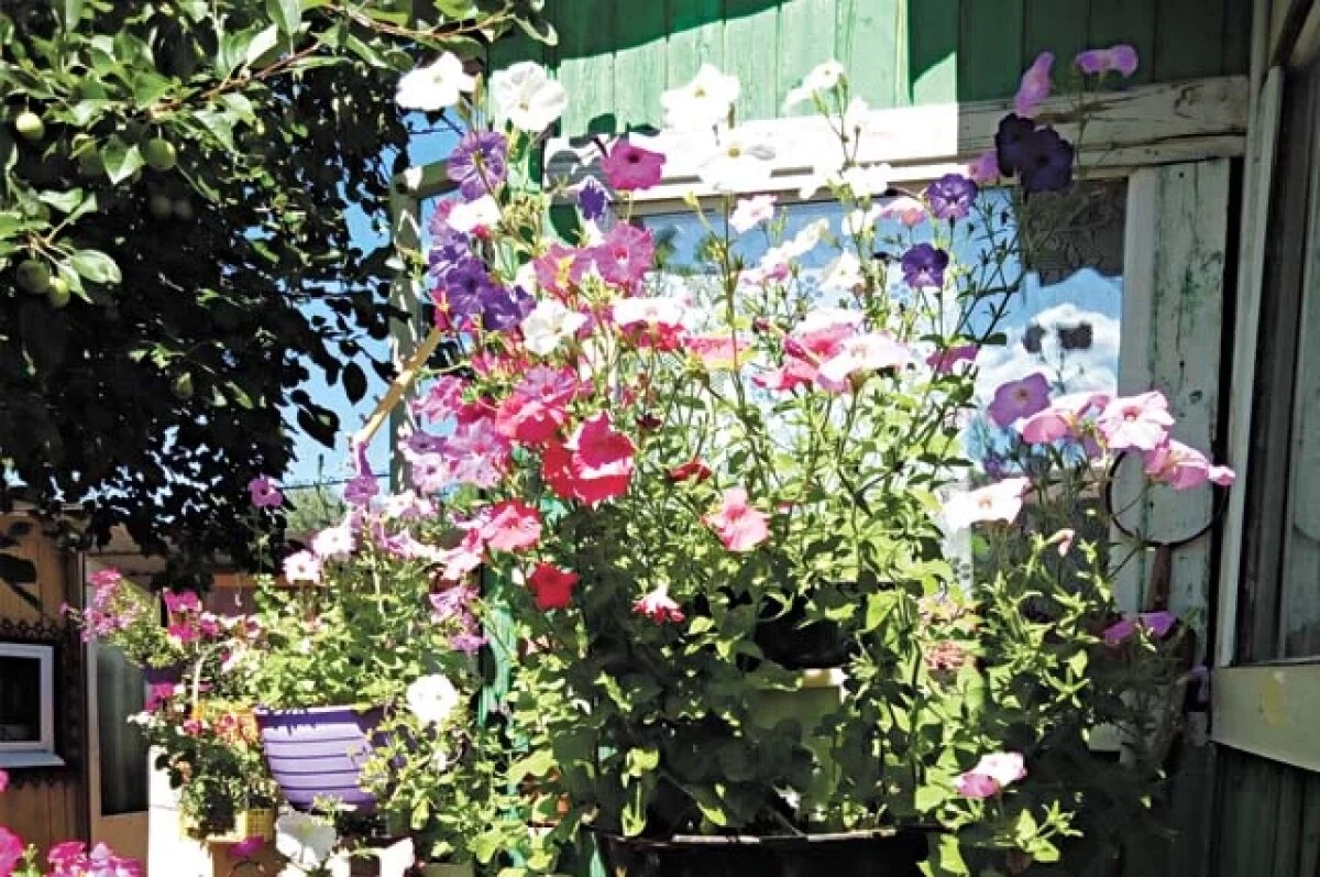    Из Омска незаконно пытались вывезти луковицы различных цветов