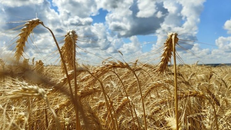    Зерновая биржа БРИКС укрепит глобальную продовольственную безопасность