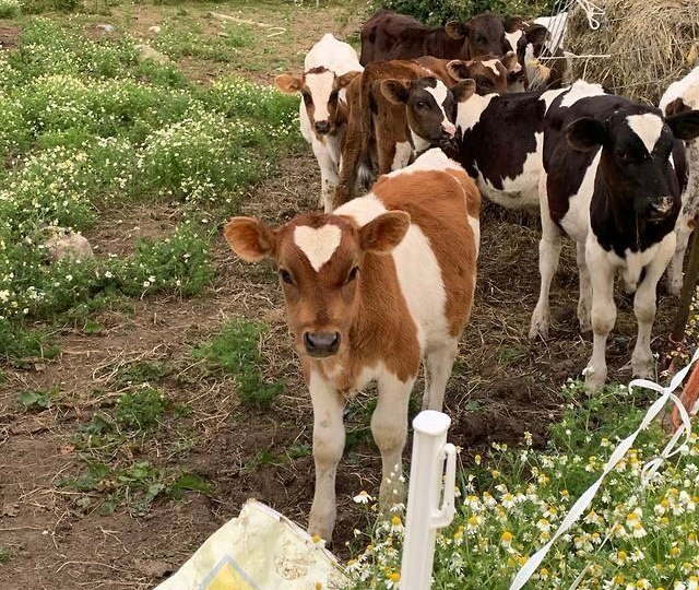 Что выгодно держать в деревне: телята, куры, свиньи или индюки