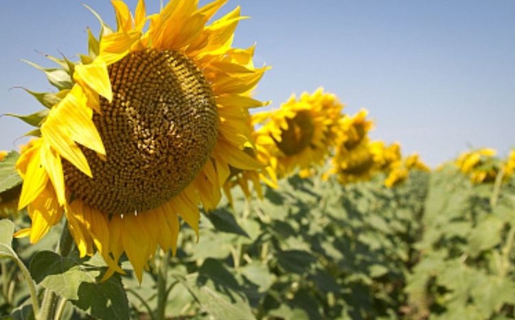    Херсонские аграрии рассчитывают собрать больше подсолнечника в сезоне 2025 по сравнению с прошлым годом