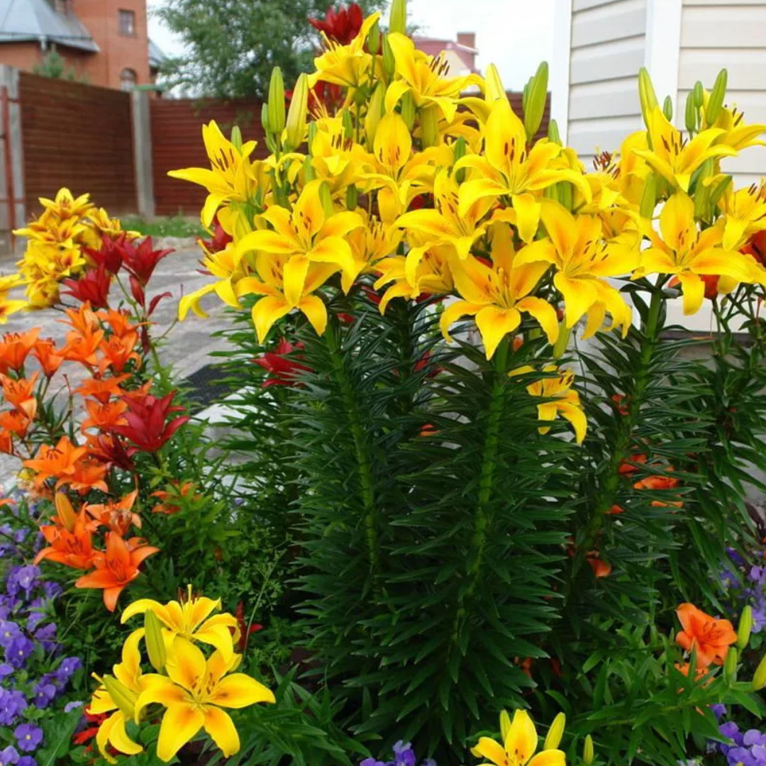 А какие у вас самые необычные цветы растут в саду?