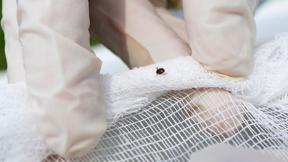 Результат проверки участка до применения народного метода