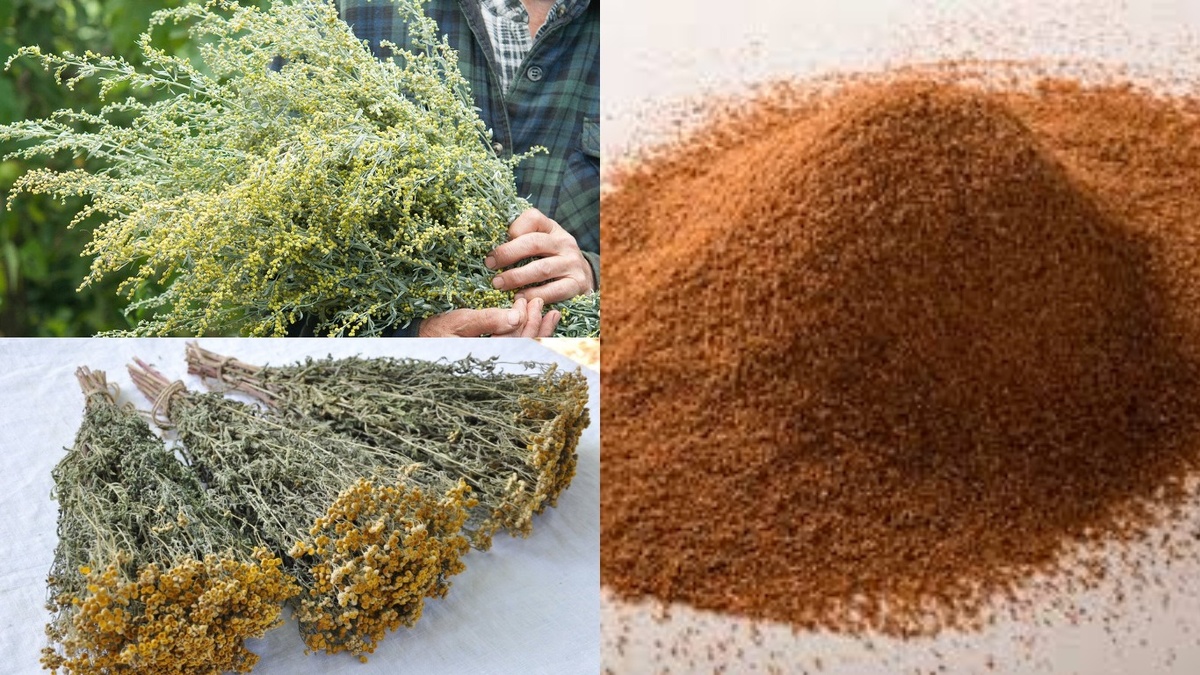 Три главных компонента для защиты от клещей: важно соблюдать точные пропорции