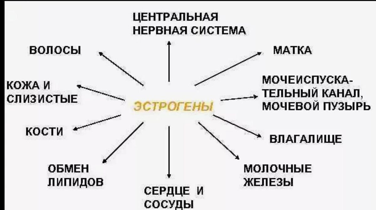 На схеме изображено влияние эстрогенов на организм