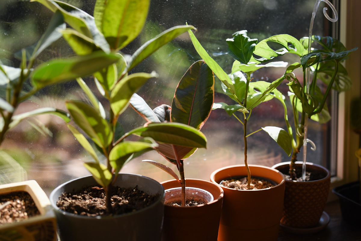 Фикусы на южном окне. Фото: Inviridis