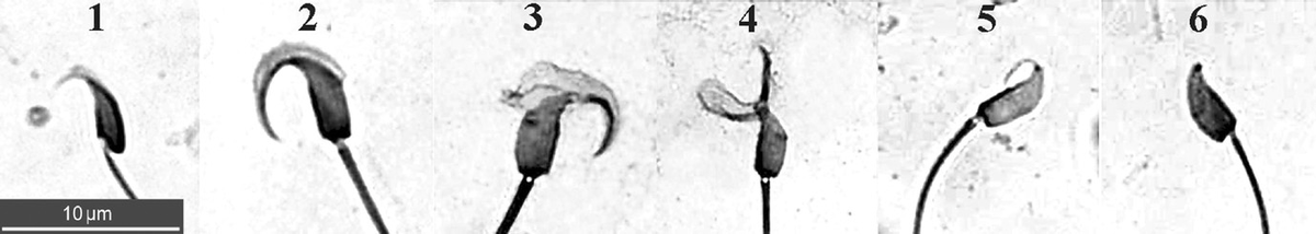 Повреждения акросомы у интактных сперматозоидов хомячков рода Phodopus (1-2 – норма; 3-5 – степень выраженности дефекта, по возрастающей; 6 – головка, полностью лишенная акросомы). Окраска гематоксилин + эозин. Масштабная полоска = 10 микрон.