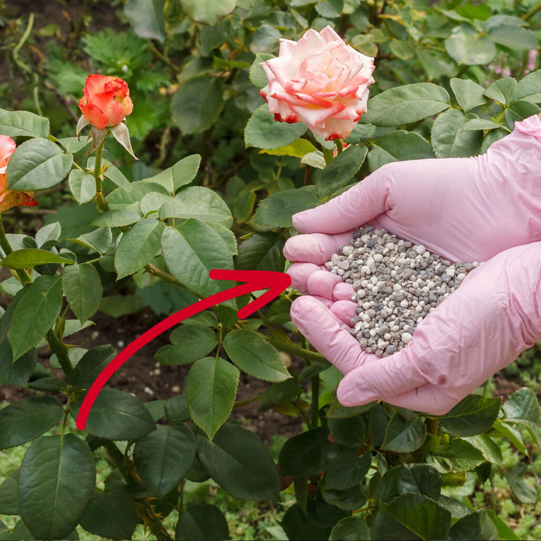 Наверное, самый распространенный и желанный цветок у садоводов