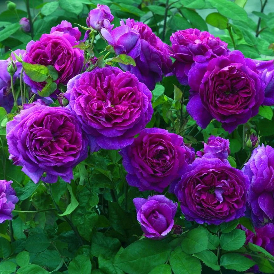 Обязательно выбирайте сорта в соответствии с вашим регионом