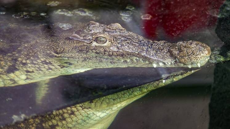    FLICKR.COM – ФОТОБАНК