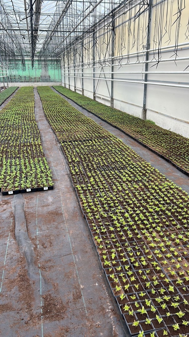    Петрозаводск встретит День Победы в цветахИнна Колыхматова / VK