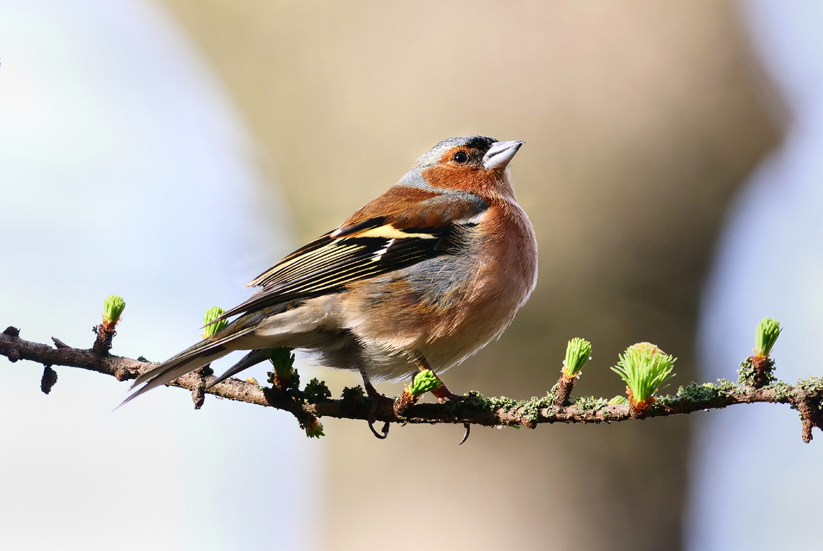 фото: Wolfram Steinberg/dpa//Global Look Press