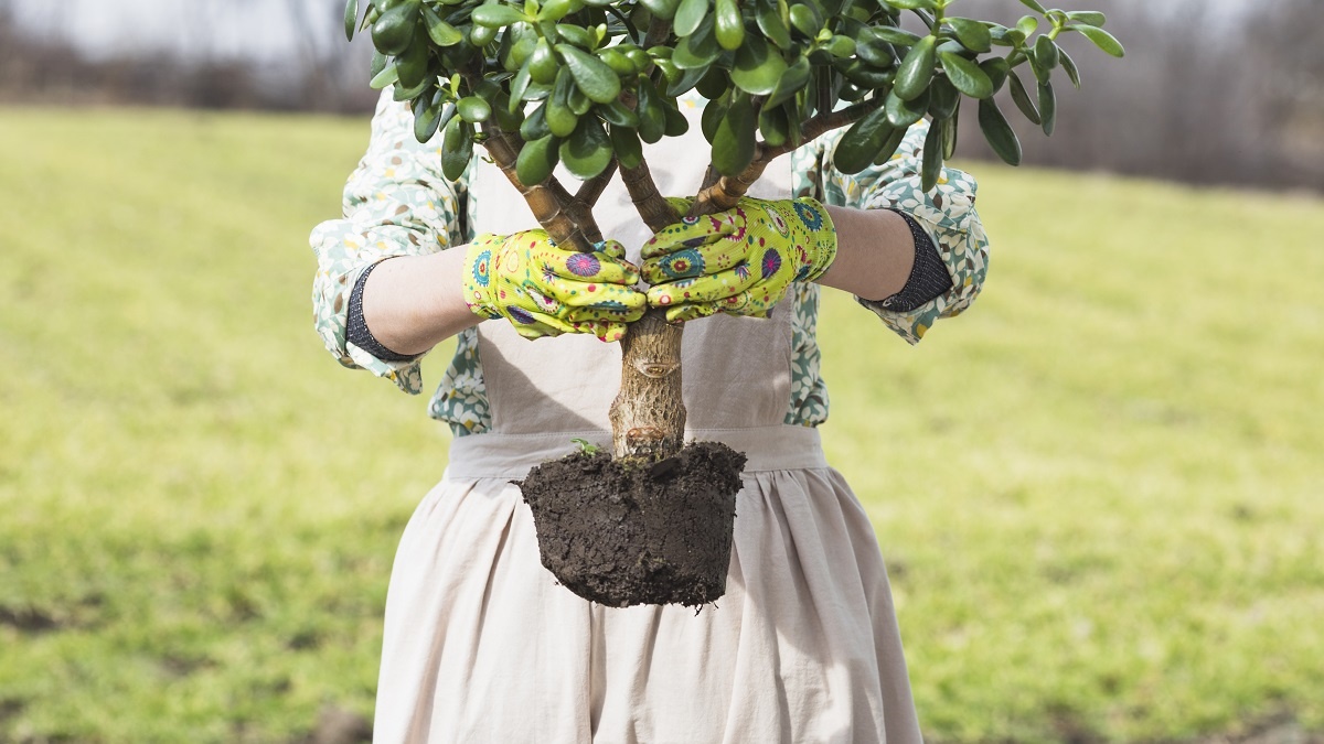    Как выбрать и посадить саженцы? Фото: Freepik