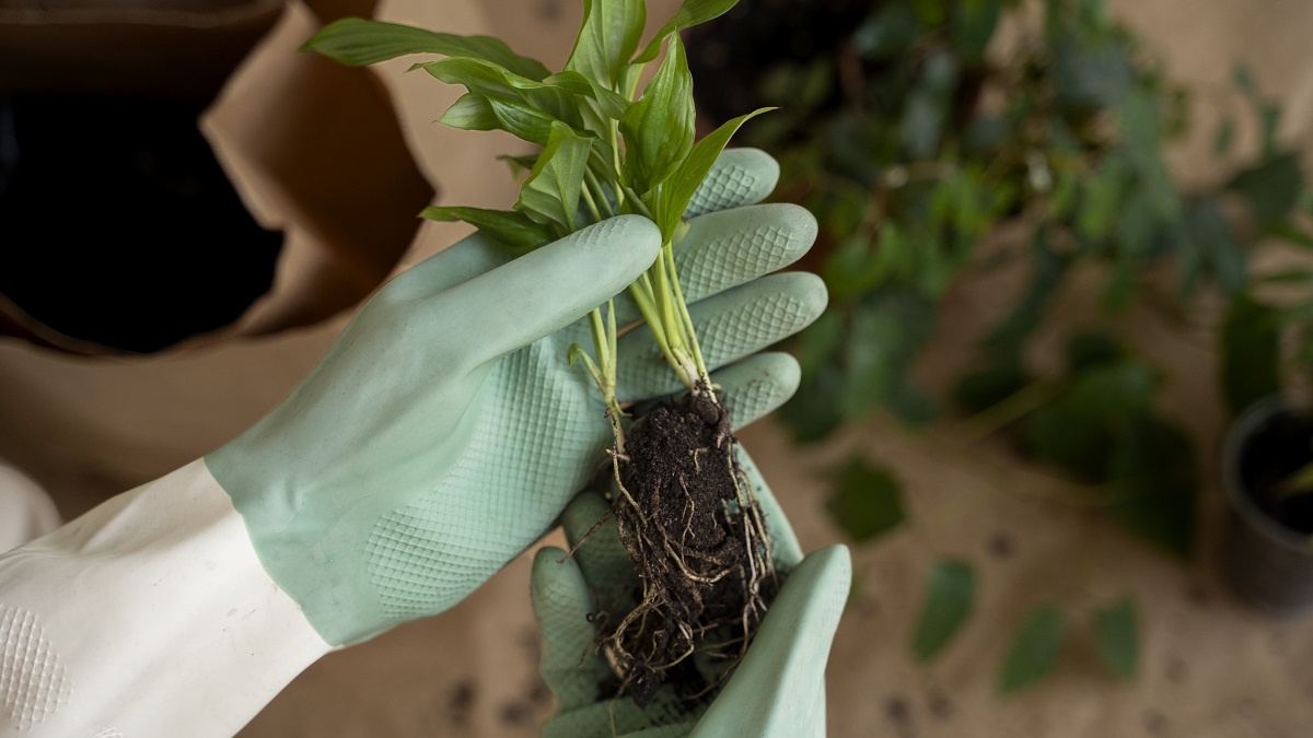    Саженцы с открытой корневой системой отличаются низкой ценой. Фото: Freepik