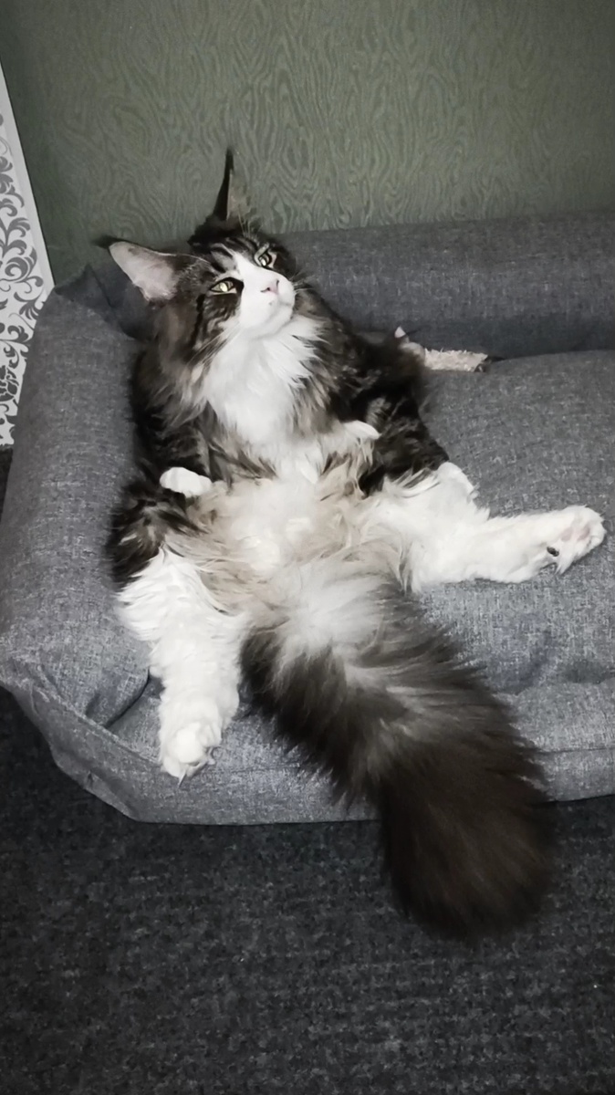 Давайте знакомиться Я Анфиса . Мне три года. 