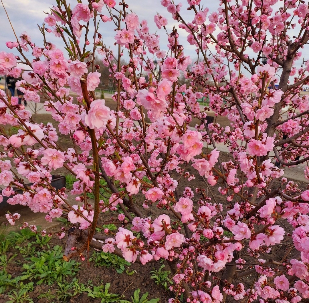 Весеннее цветение