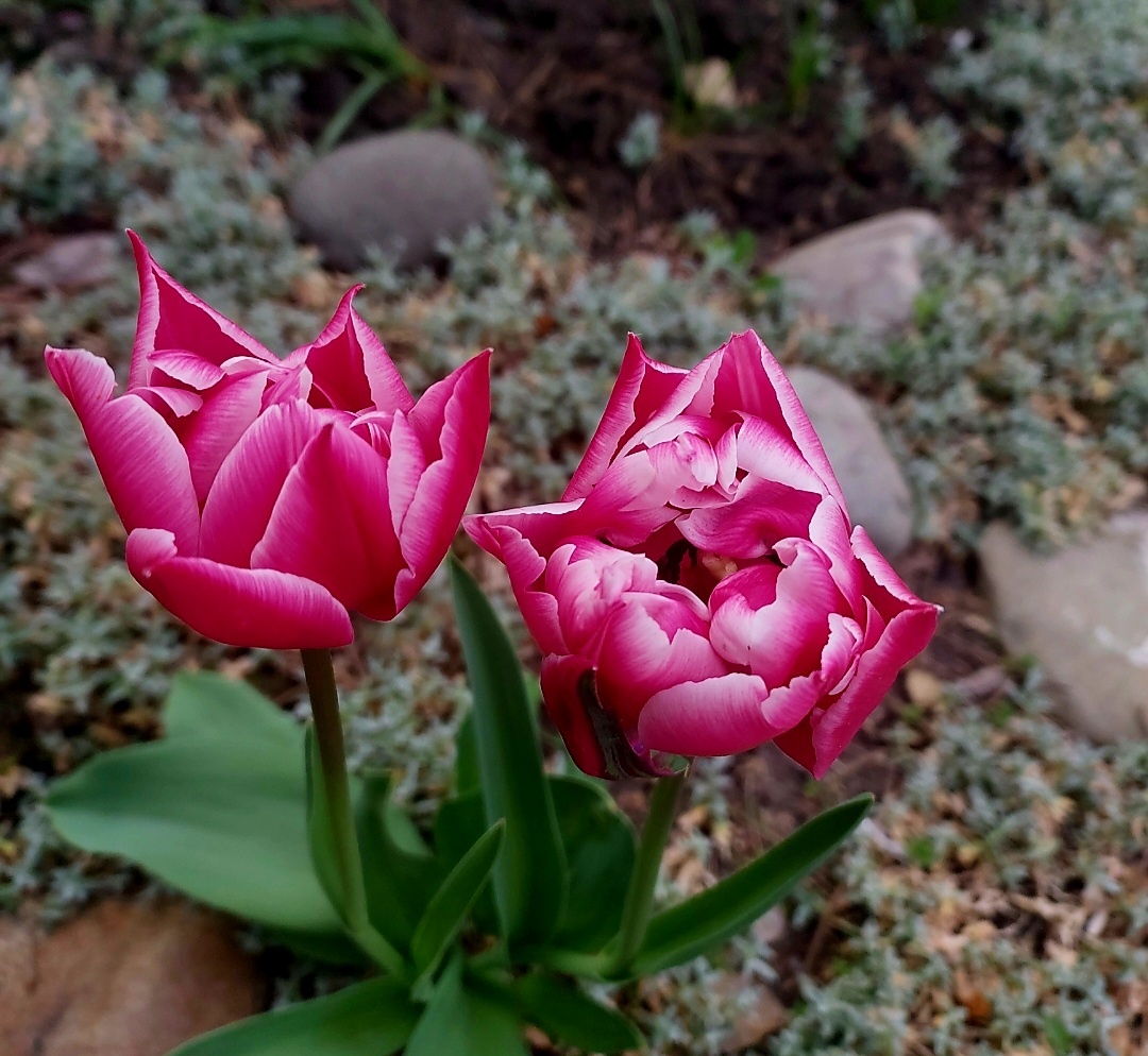 Тюльпаны зацвели