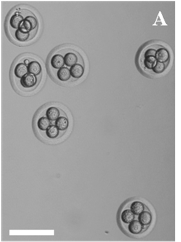 Культивирование in vitro эмбрионов джунгарского хомячка взятых из криобанка перед их трансплантацией.
А – шесть эмбрионов джунгарского хомячка взятых из криобанка перед культивированием in vitro.
Масштабная полоска = 100 микрон.
